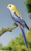 Pale-headed Rosella (Platycercus adscitus)