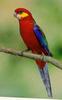 Western Rosella (Platycercus icterotis)