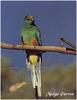 Mulga Parrot (Psephotus varius)