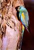 Mulga Parrot / many-coloured parrot (Psephotus varius = Psephotellus varius)