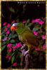 White-fronted Amazon Parrot (Amazona albifrons)