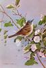 [Animal Art - Basil Ede] Greater Whitethroat (Sylvia communis)