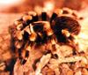 Tarantula (Theraphosidae)