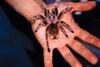 Tarantula (Theraphosidae)