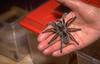 Tarantula (Theraphosidae)