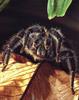 Tarantula (Theraphosidae)