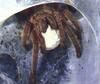 Tarantula (Theraphosidae)