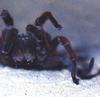 Tarantula (Theraphosidae)