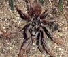 Tarantula (Theraphosidae)