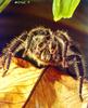 Tarantula (Theraphosidae)