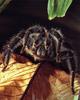 Tarantula (Theraphosidae)