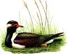 Plover