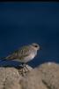 Black-bellied Plover (Pluvialis squatarola)