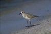 Black-bellied Plover (Pluvialis squatarola)