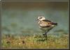 American Golden-Plover (Pluvialis dominica)