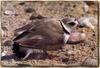 Piping Plover (Charadrius melodus)