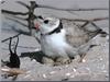 Piping Plover (Charadrius melodus)