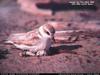 Snowy Plover (Charadrius alexandrinus)