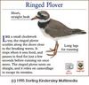 Common Ringed Plover (Charadrius hiaticula)