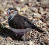 Three-banded Plover (Charadrius tricollaris)