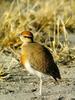 Temminck's Courser (Cursorius temminckii)