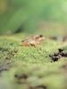 어린 일본청개구리 Hyla arborea japonica (Common Treefrog, Japan)