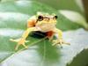 일본청개구리 Hyla arborea japonica (Common Treefrog, Japan)