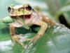 일본청개구리 Hyla arborea japonica (Common Treefrog, Japan)