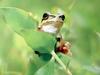 일본청개구리 Hyla arborea japonica (Common Treefrog, Japan)