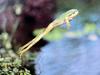 일본청개구리 Hyla arborea japonica (Common Treefrog, Japan)