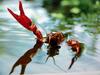 일본민물가재 Cambaroides japonicus (Japanese Freshwater Crayfish)