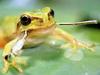 일본청개구리 Hyla arborea japonica (Common Treefrog, Japan)