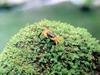 일본민물게 (Japanese Freshwater Crab)