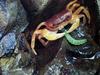 애벌레를 사냥하는 일본민물게 (Japanese Freshwater Crab)