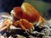 일본민물게 (Japanese Freshwater Crab) - 탈각(脫殼) 2