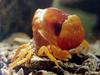 일본민물게 (Japanese Freshwater Crab) - 탈각(脫殼) 3