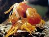 일본민물게 (Japanese Freshwater Crab) - 탈각(脫殼) 5
