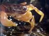 일본민물게 (Japanese Freshwater Crab)