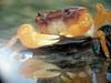 일본민물게 (Japanese Freshwater Crab)