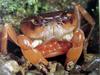 일본민물게 (Japanese Freshwater Crab)