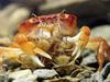 일본민물게 (Japanese Freshwater Crab) - 새끼 기르기