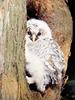 일본올빼미 Strix aluco (Japanese Tawny Owl)