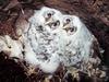 일본올빼미 Strix aluco (Japanese Tawny Owl)