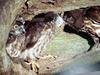 일본솔부엉이 Ninox scutulata (Brown Hawk Owl, Japan)