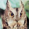 일본의 큰소쩍새 Otus bakkamoena (Collared Scops Owl, Japan)