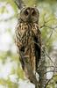 일본칡부엉이 Asio otus (Long-eared Owl, Japan)