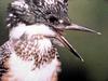 일본 뿔호반새 Megaceryle lugubris (Greater Pied Kingfisher, Japan)