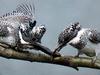 일본 뿔호반새 Megaceryle lugubris (Greater Pied Kingfisher, Japan)