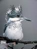 일본 뿔호반새 Megaceryle lugubris (Greater Pied Kingfisher, Japan)