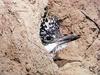 일본 뿔호반새 Megaceryle lugubris (Greater Pied Kingfisher, Japan)